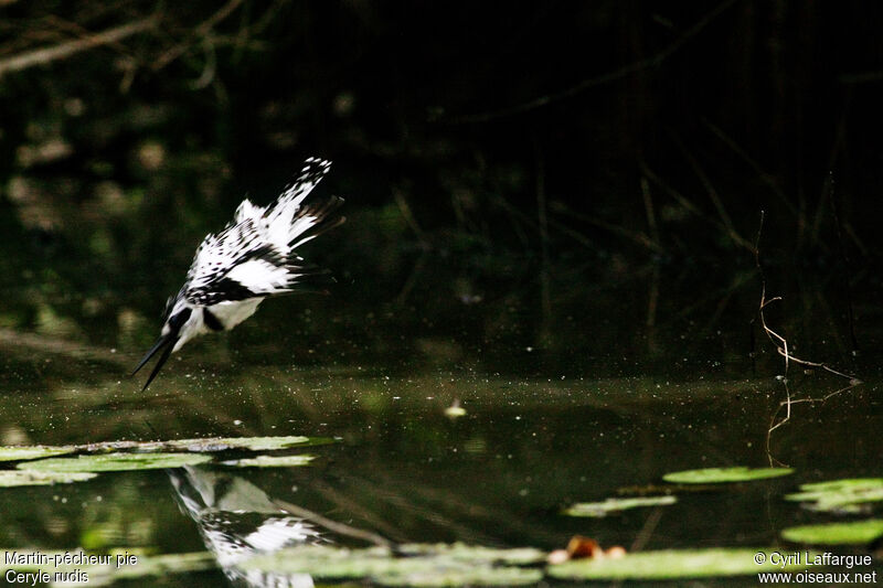 Pied Kingfisher