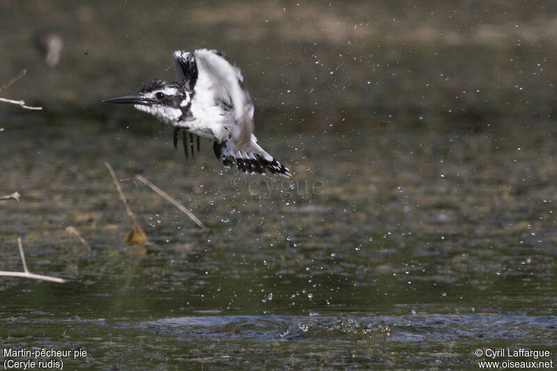 Pied Kingfisher