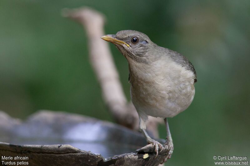 Merle africain, identification