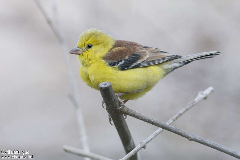 Sudan Golden Sparrow male adult, identification