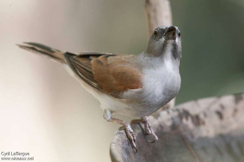 Moineau grisadulte