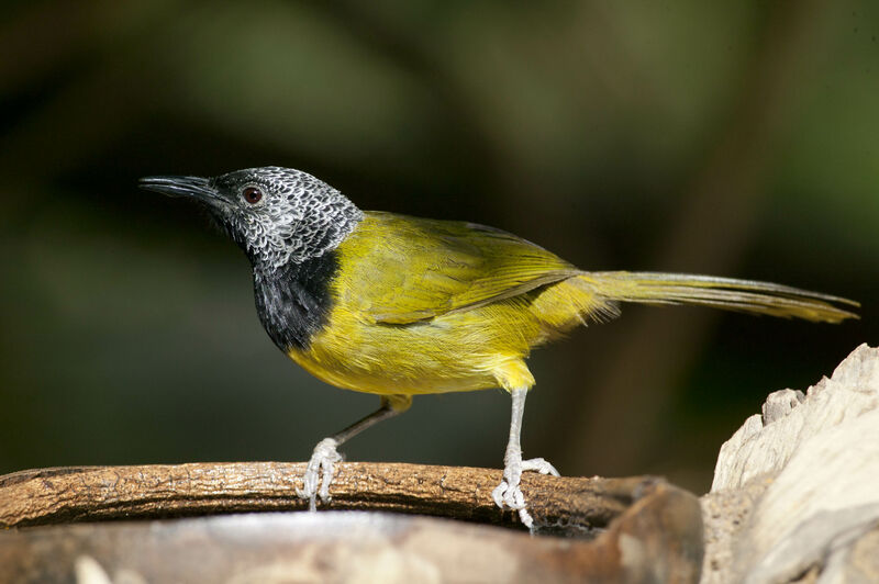 Oriole Warbler