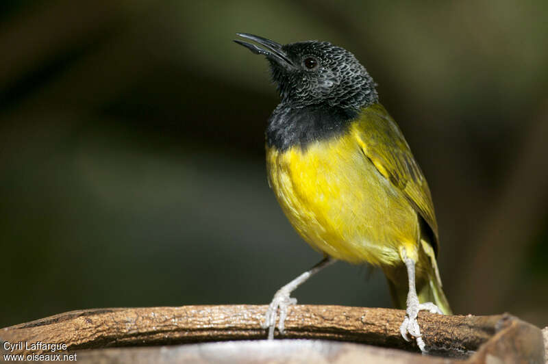 Oriole Warbleradult, identification