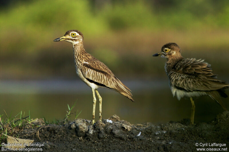 Senegal Thick-knee