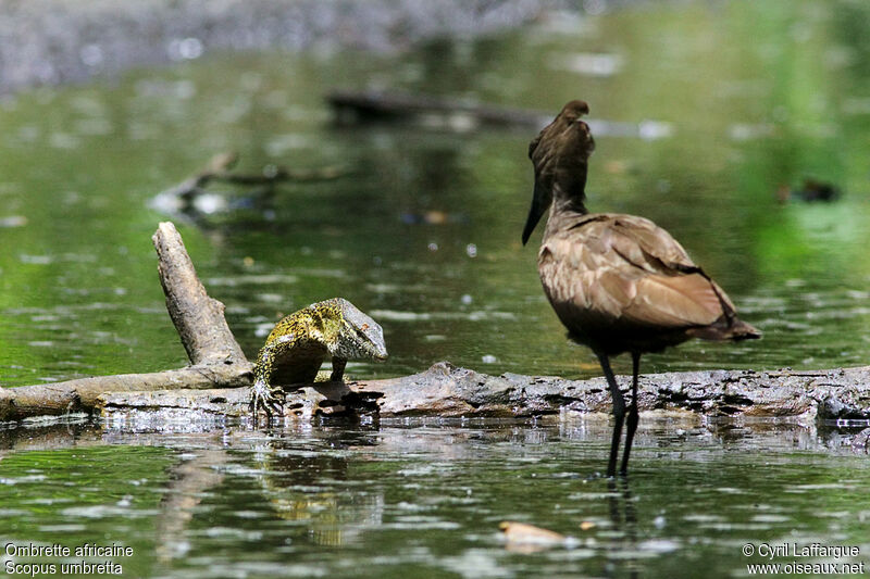 Hamerkop