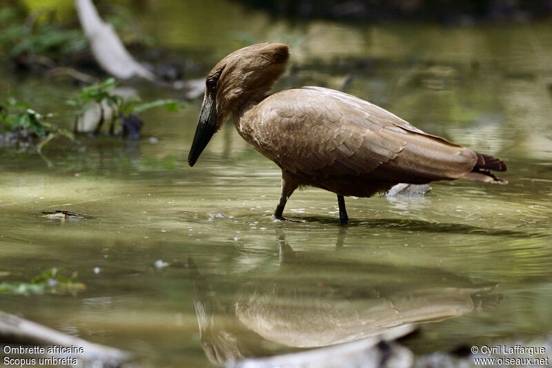 Hamerkop