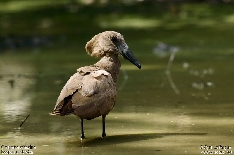 Hamerkop