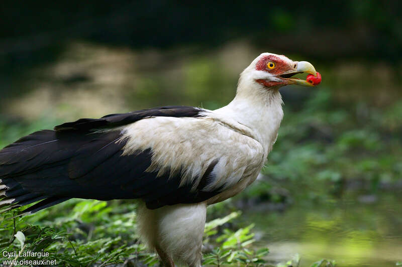 Palm-nut Vultureadult, feeding habits