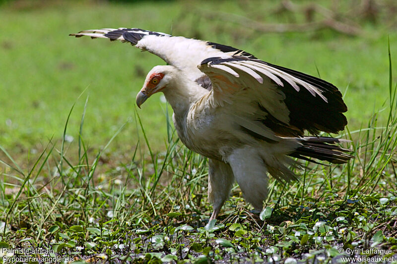 Palm-nut Vulture