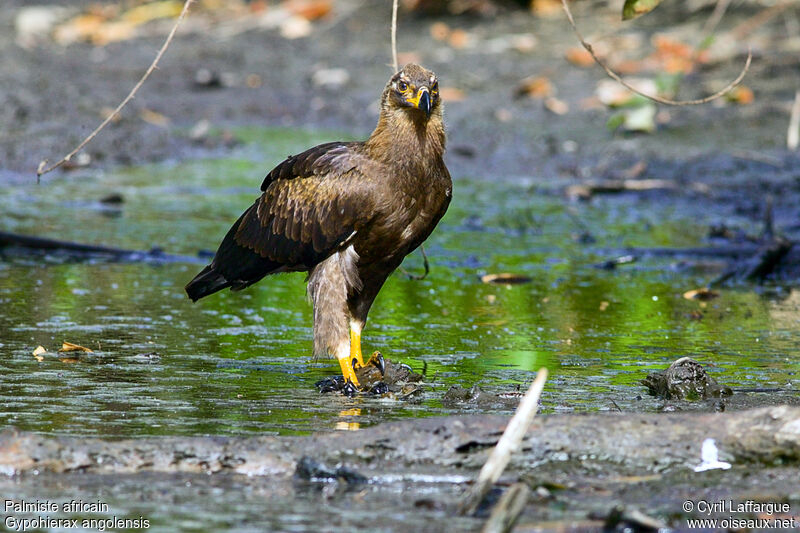 Palm-nut Vultureimmature