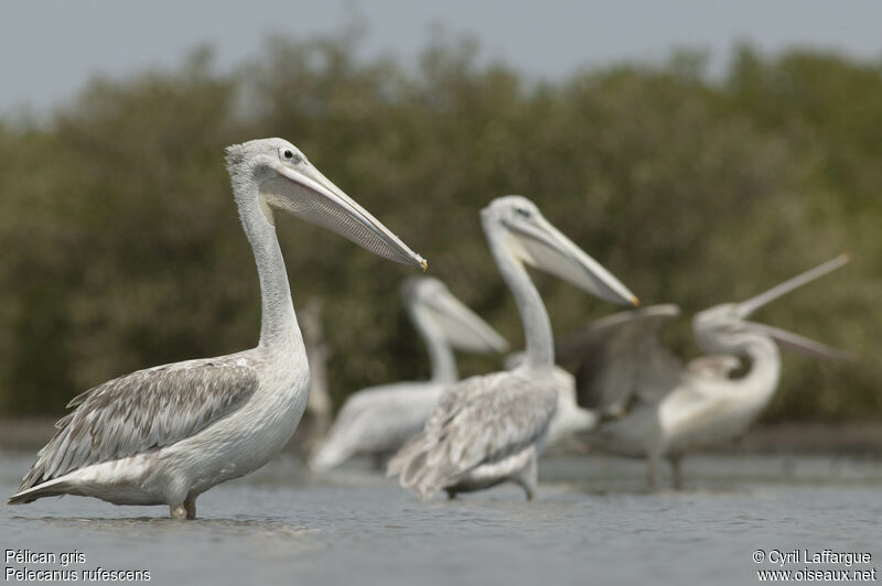 Pink-backed Pelican, identification