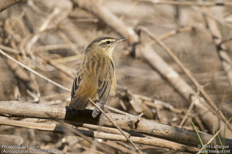 Sedge Warbler