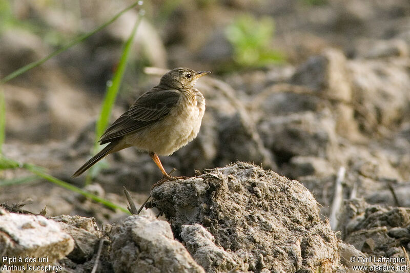 Pipit à dos uni, identification