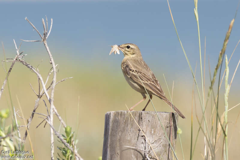 Pipit rousselineadulte, régime, Nidification, Comportement