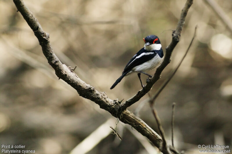 Brown-throated Wattle-eye