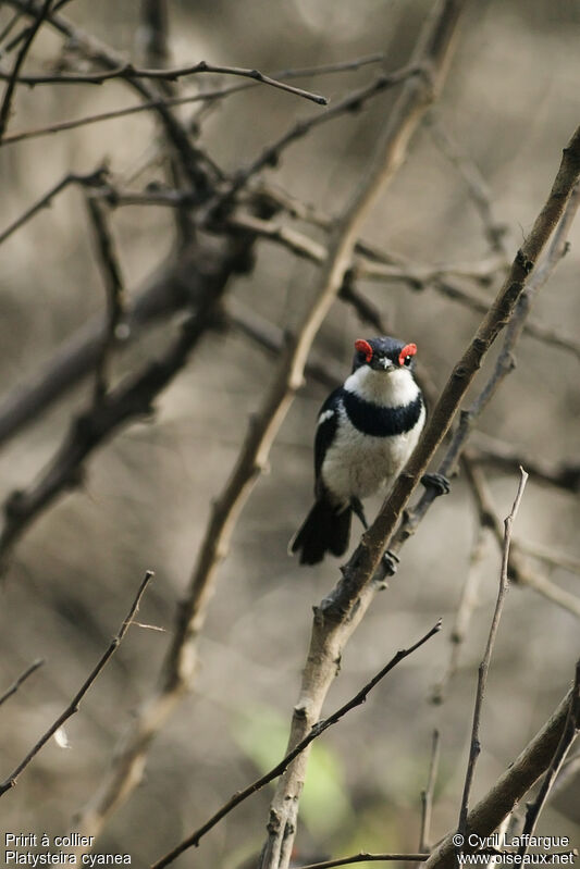 Brown-throated Wattle-eye