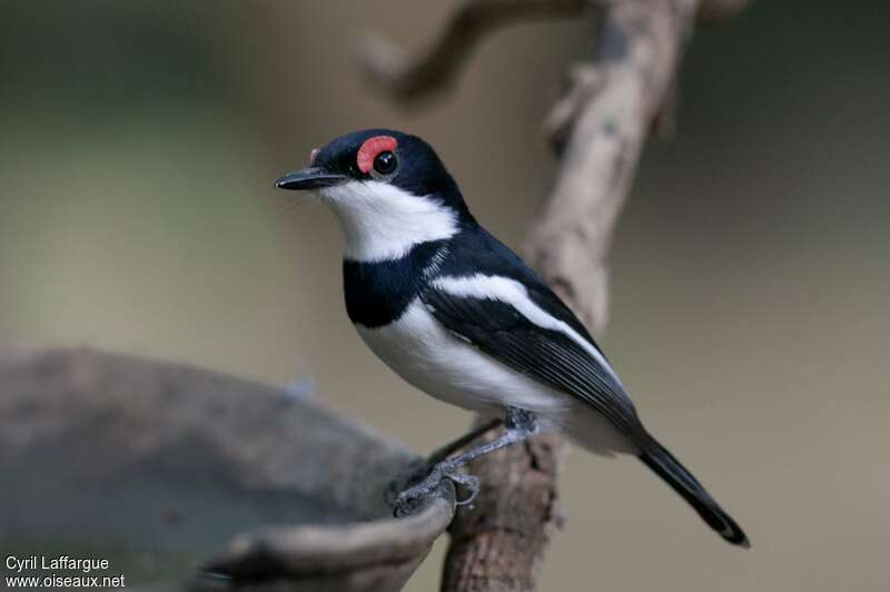 Brown-throated Wattle-eye male adult, identification