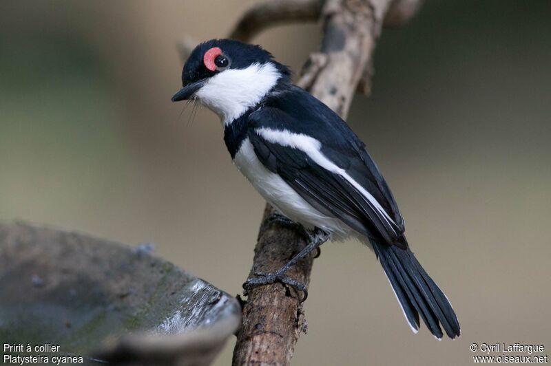 Pririt à collieradulte, identification