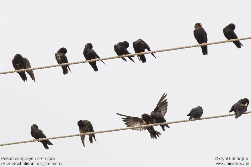 African River Martin