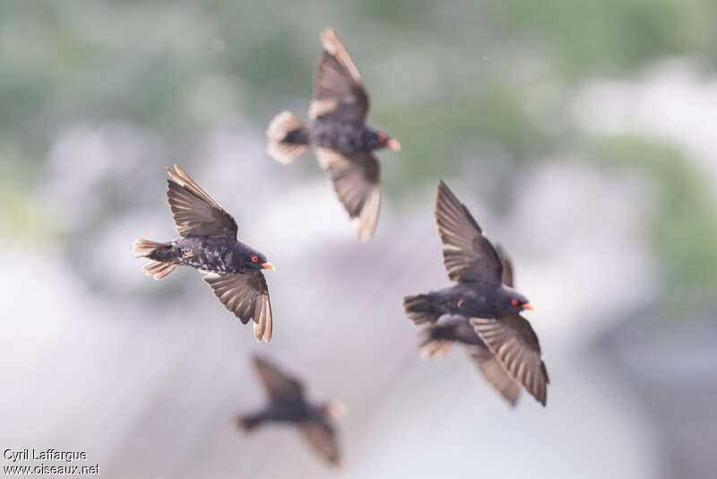 African River Martin