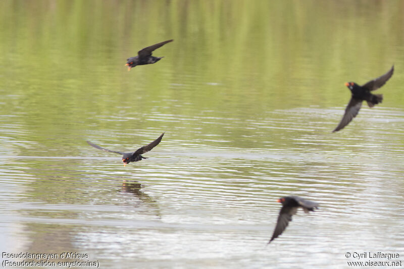 African River Martin