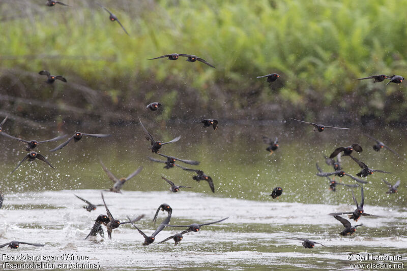 African River Martin