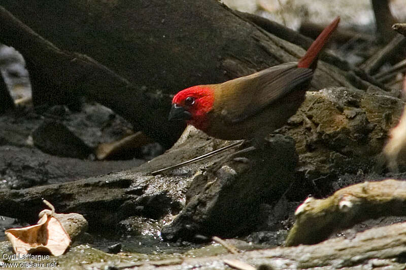 Crimson Seedcracker