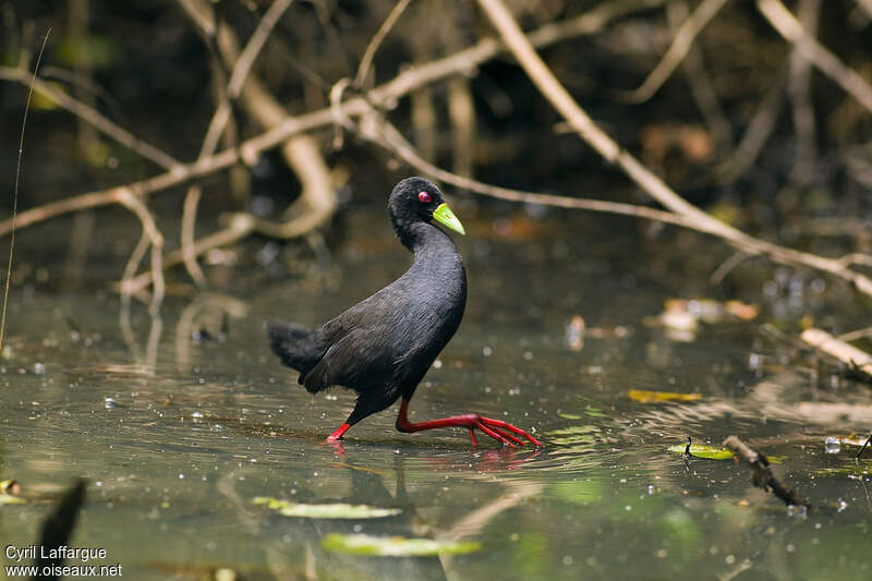 Black Crakeadult, walking