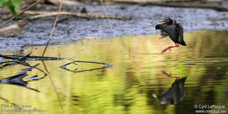 Black Crake