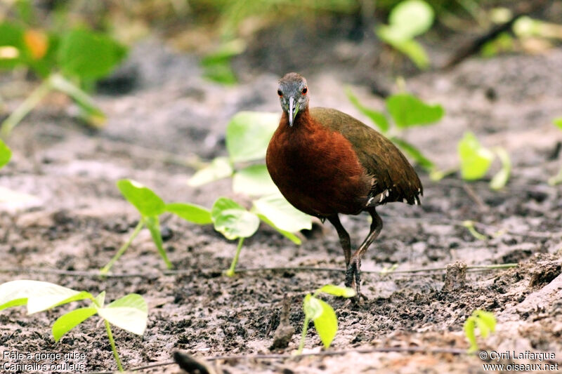 Grey-throated Railadult