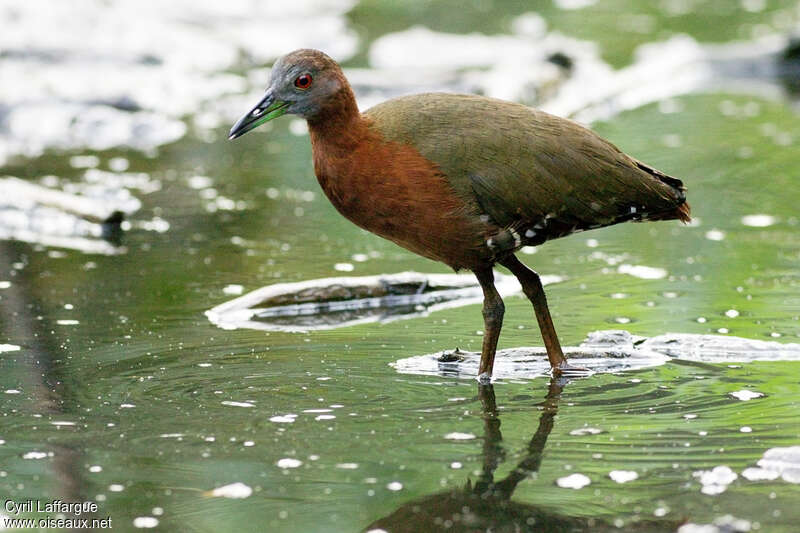 Grey-throated Rail, identification