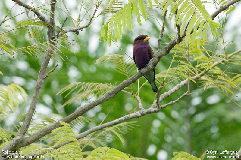 Broad-billed Roller