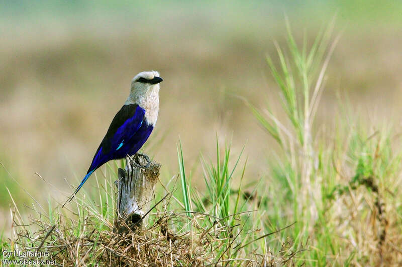 Rollier à ventre bleuadulte, identification, Comportement