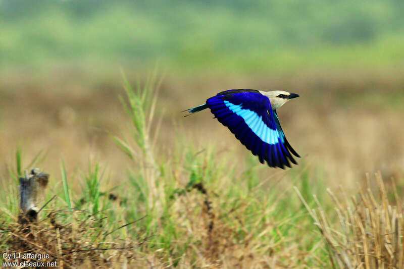 Rollier à ventre bleuadulte, Vol