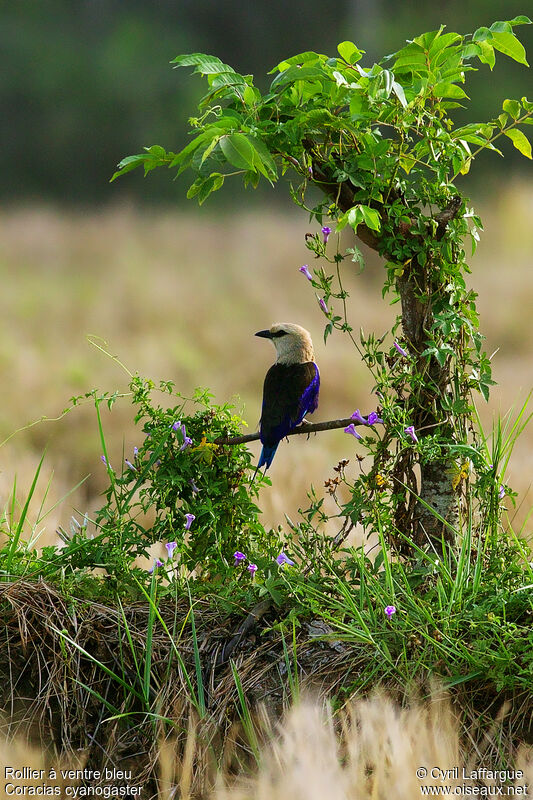 Blue-bellied Roller