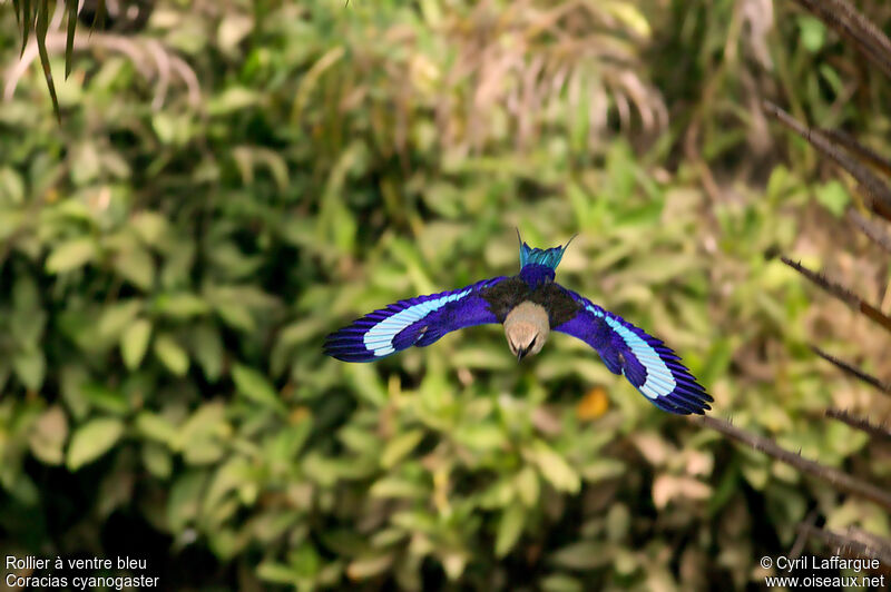 Blue-bellied Roller