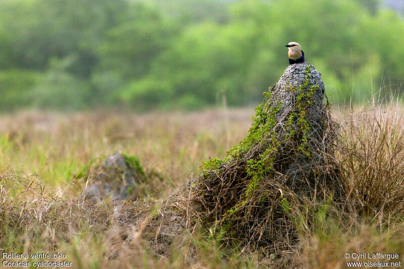 Blue-bellied Roller