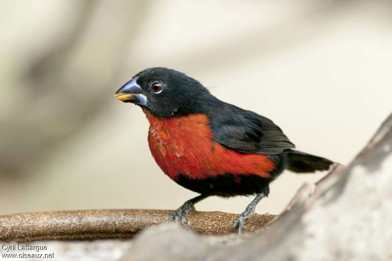 Western Bluebill male adult, identification