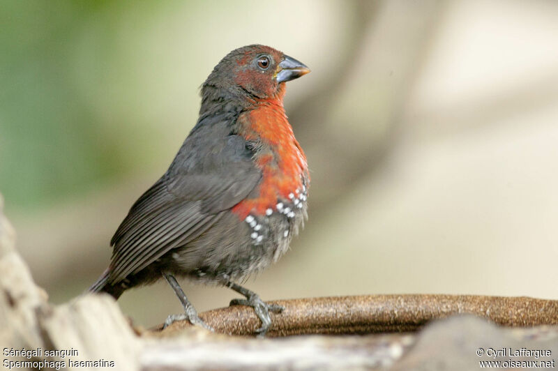 Western Bluebill female adult, identification