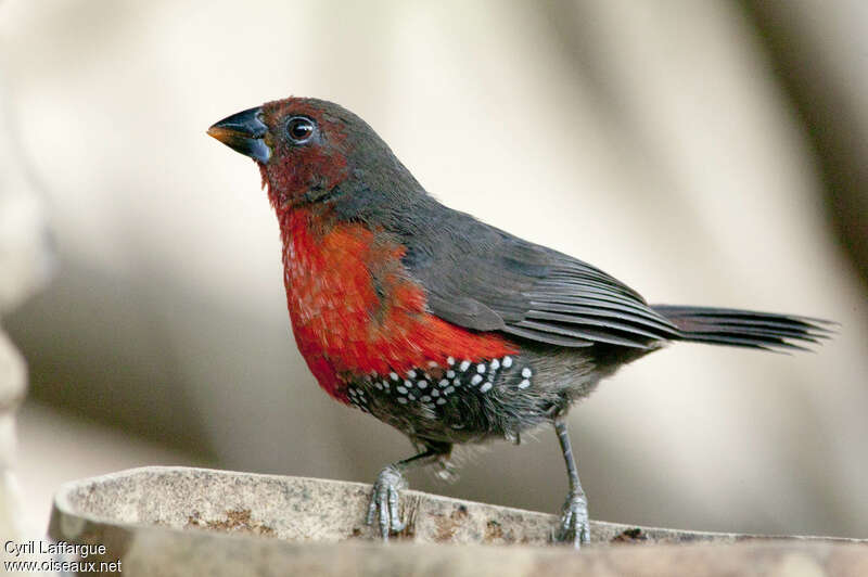 Western Bluebill female adult, identification