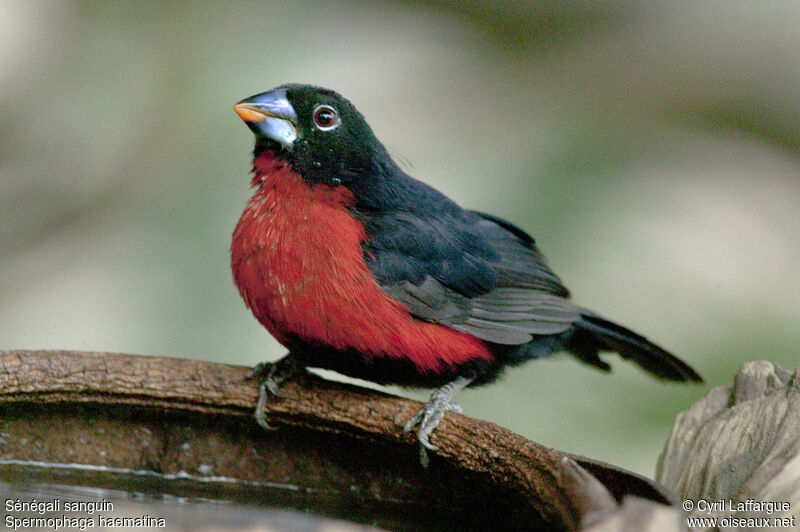 Western Bluebill male adult, identification