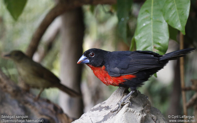 Western Bluebill male adult