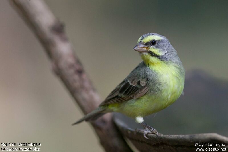 Yellow-fronted Canary, identification