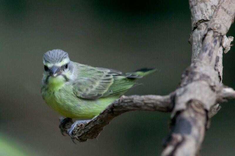 Yellow-fronted Canary