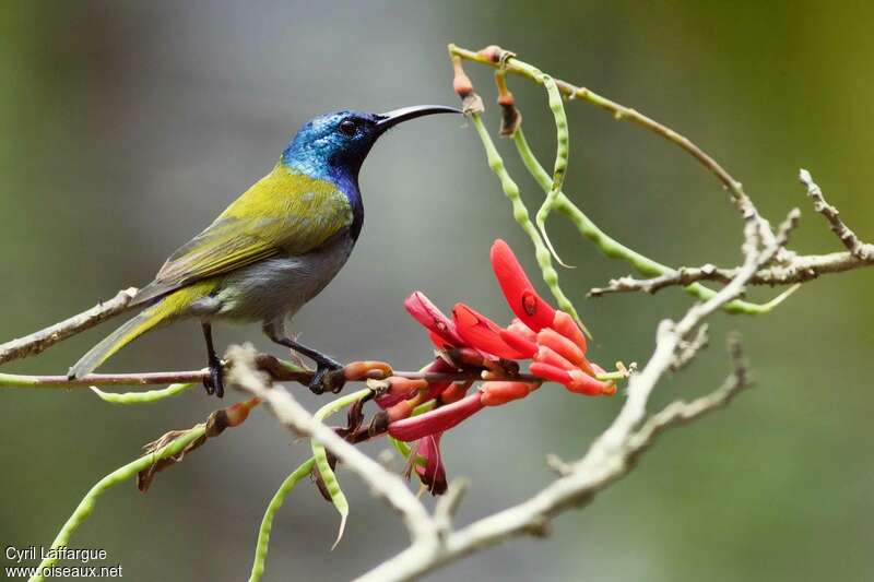 Green-headed Sunbird, identification