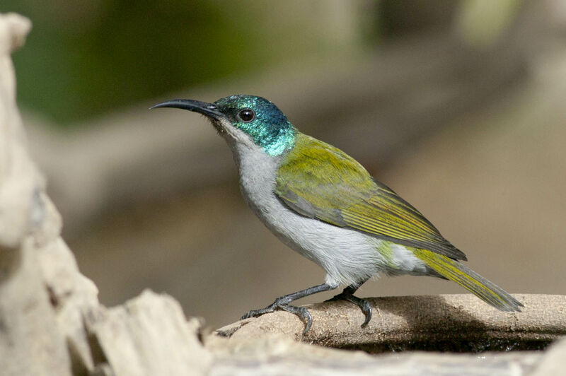 Green-headed Sunbird