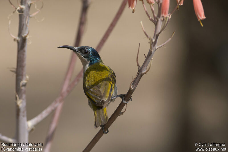 Green-headed Sunbird female adult