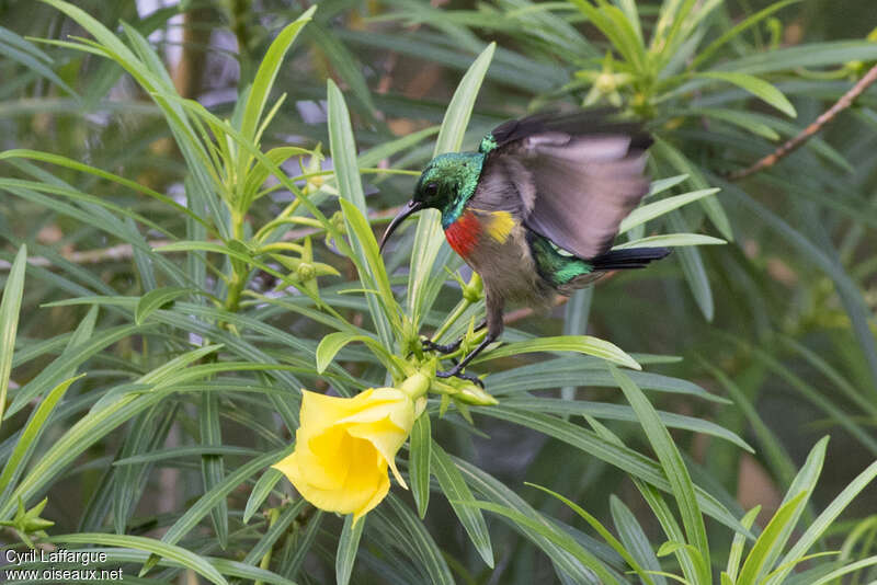 Olive-bellied Sunbird male adult breeding, aspect, pigmentation