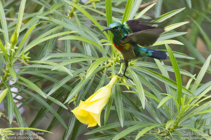 Olive-bellied Sunbird