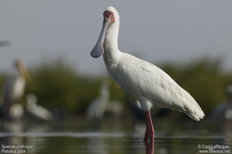 African Spoonbill